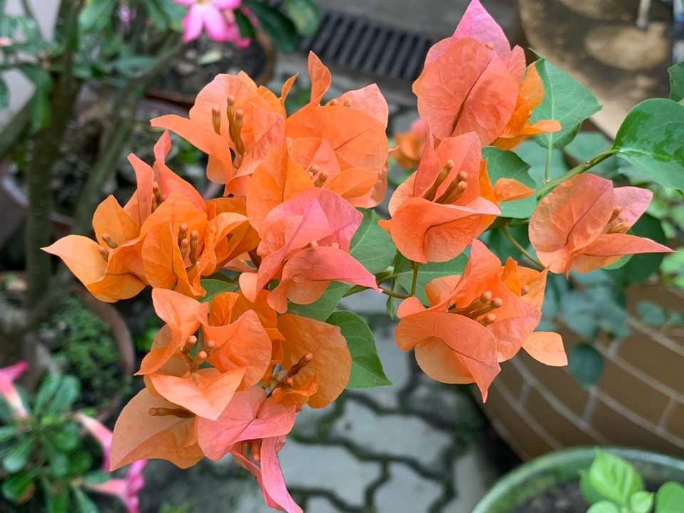 12 Organic Unrooted Cuttings Pink Orange After Glow Bougainvillea - Vibrant, Healthy, Perfect for Planting & Propagation