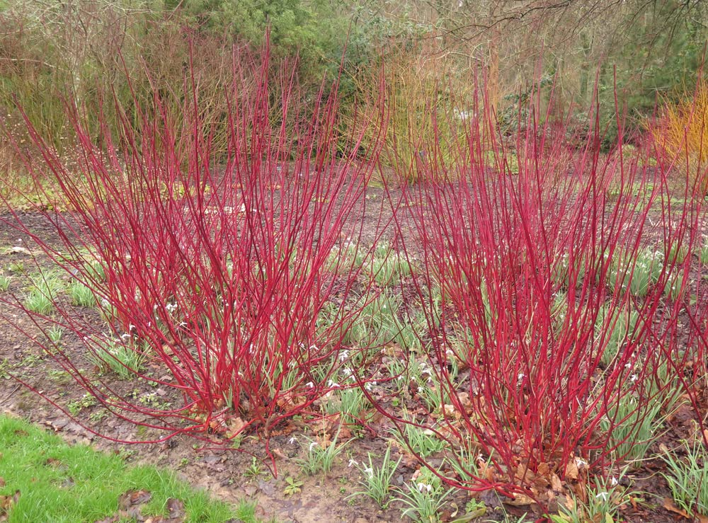 Red Osier Dogwood Cuttings - 30 Live 12-inch Stems, Cornus sericea, USDA Zones 3-8