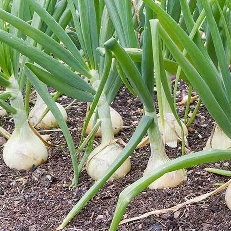 250 mg Onion Blanco Duro Seeds - Allium cepa | Heirloom White Onion for Planting, Gardening & Cooking | Mild Flavor, Crisp Texture