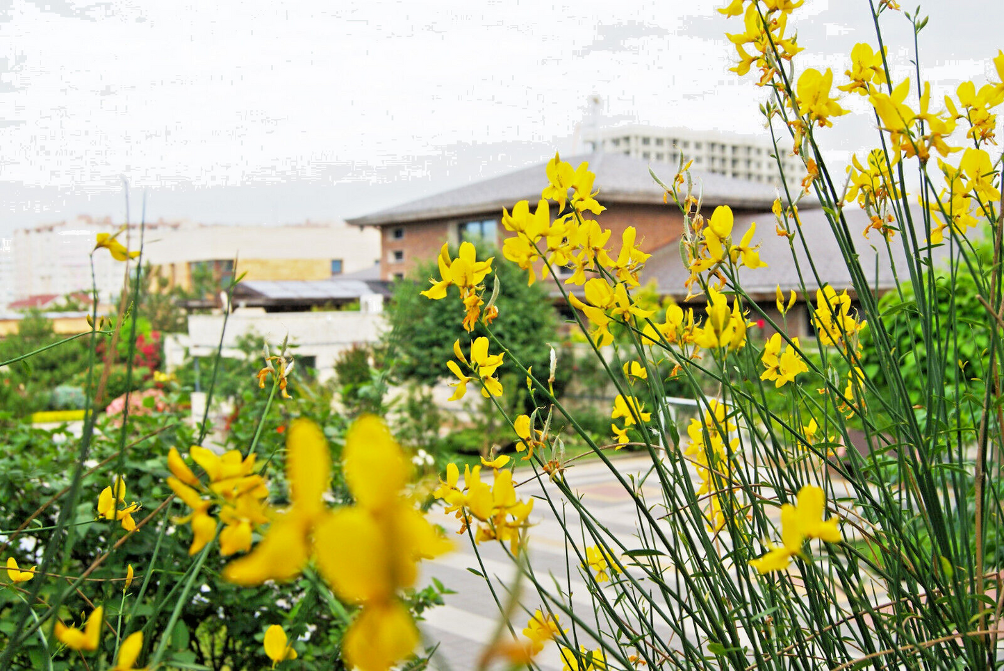 20 Spanish Broom Seeds (Spartium junceum) Weavers Broom, Yellow Flowering Bush Shrub, Hardy Shrub for Garden, Fragrant Plant Seeds