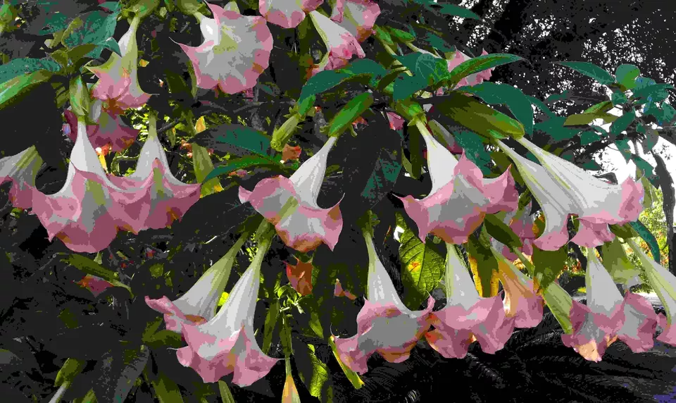 Brugmansia Versicolor Peach Pink 2 Unrooted Cuttings 6" Angel Trumpet Plant