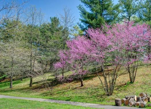 Eastern Redbud 1 Live Tree – Cercis canadensis – 3 Gallon Pot (G3 AB)