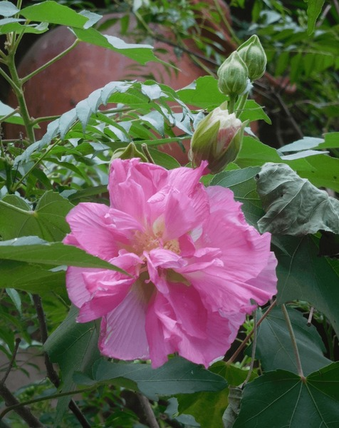 Confederate Rose Cuttings - 15 Live Cuttings, Hibiscus mutabilis, Color-Changing Flowers