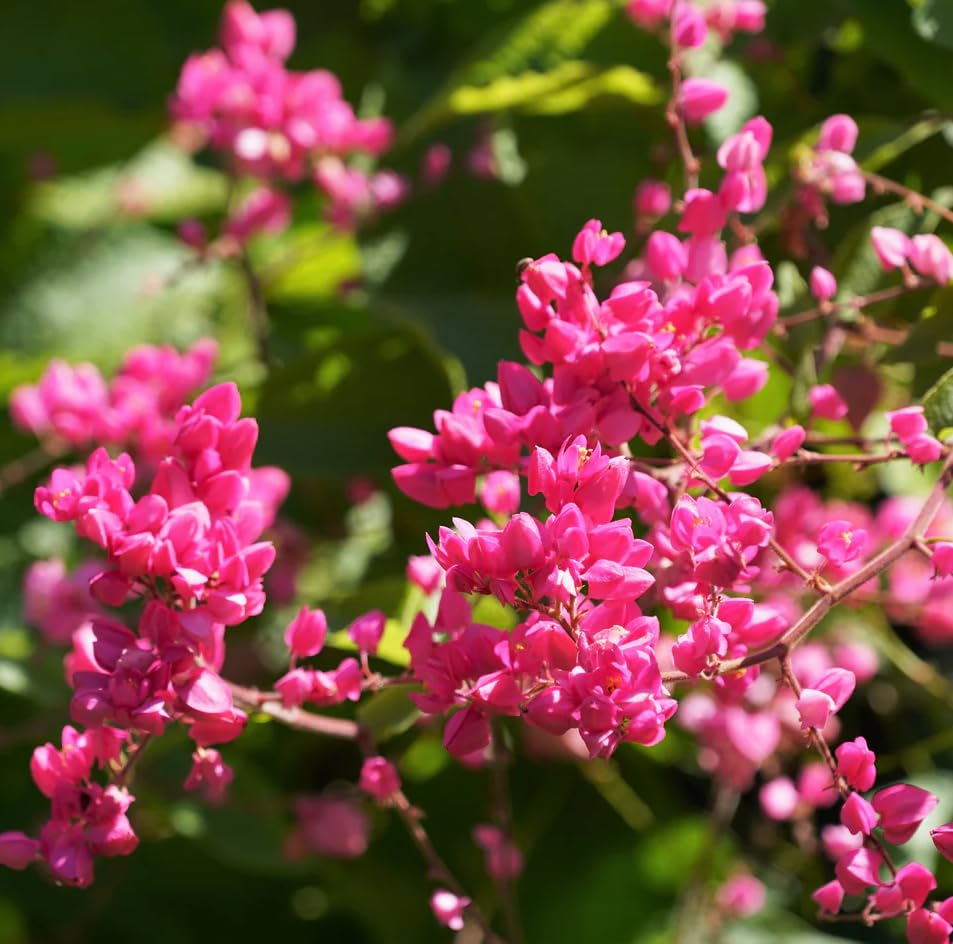5 Pink Coral Vine Flower Seeds | Mexican Creeper (Antigonon leptopus) | Rare, Vining, Creeping Flowering Plant for Gardens