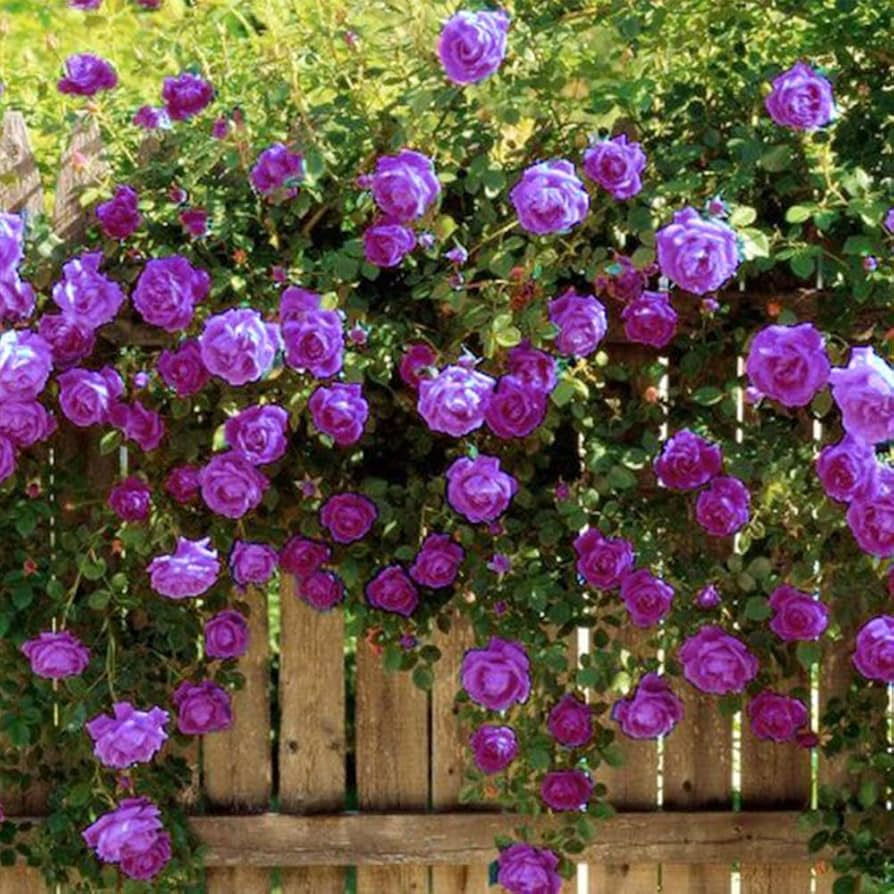 lavender climbing rose plant 20 Purple Climbing Rose Seeds - Rare Fragrant Vine
