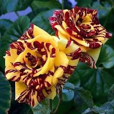 20 Dragon Tiger Rose Seeds - Rare Striped Rose Variety - Exotic Red & Yellow Blooms - Fragrant Perennial - Easy to Grow