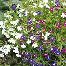 100 Cascade Lobelia Seed Mix, Colorful Trailing Perennial Flowers (Lobelia erinus), Hanging Baskets, Garden, Low-Maintenance, Summer Blooms
