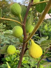 3 Unrooted Fig Tree Cuttings "Grise St Jean" - 6-8” Early & Tasty Figs, 3 Nodes - Fruit Tree for Sale