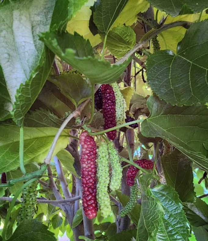 Pakistan Mulberry Cuttings (10) - 6-8 Inch - Morus macroura - Grafting/Rooting