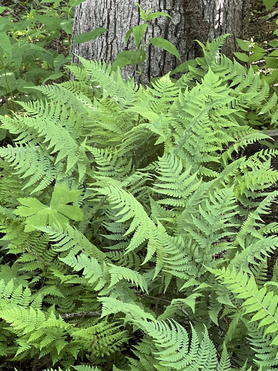 3 Leatherwood Ferns (Dryopteris marginalis), Premium Native Woodland Bare Root Plants