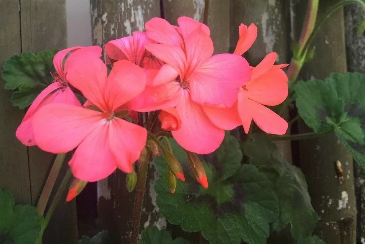Pelargonium Zonal Geranium, 4 Orange-Pink Flower Cuttings, 6" Unrooted Stems, USDA Zones 9-11
