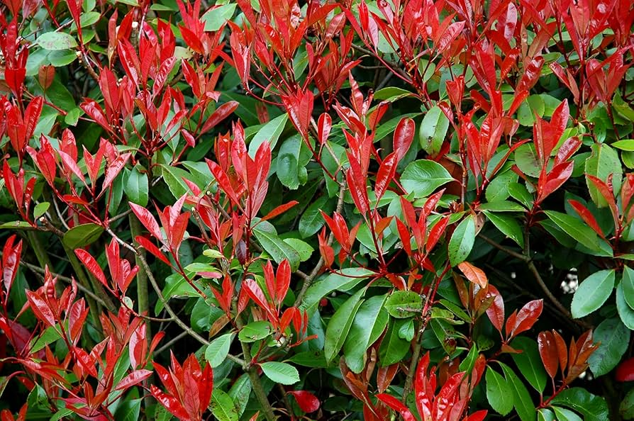 Photinia x Fraseri Cuttings - 10 Count - Red Tip Shrub - Evergreen Hedge Plant