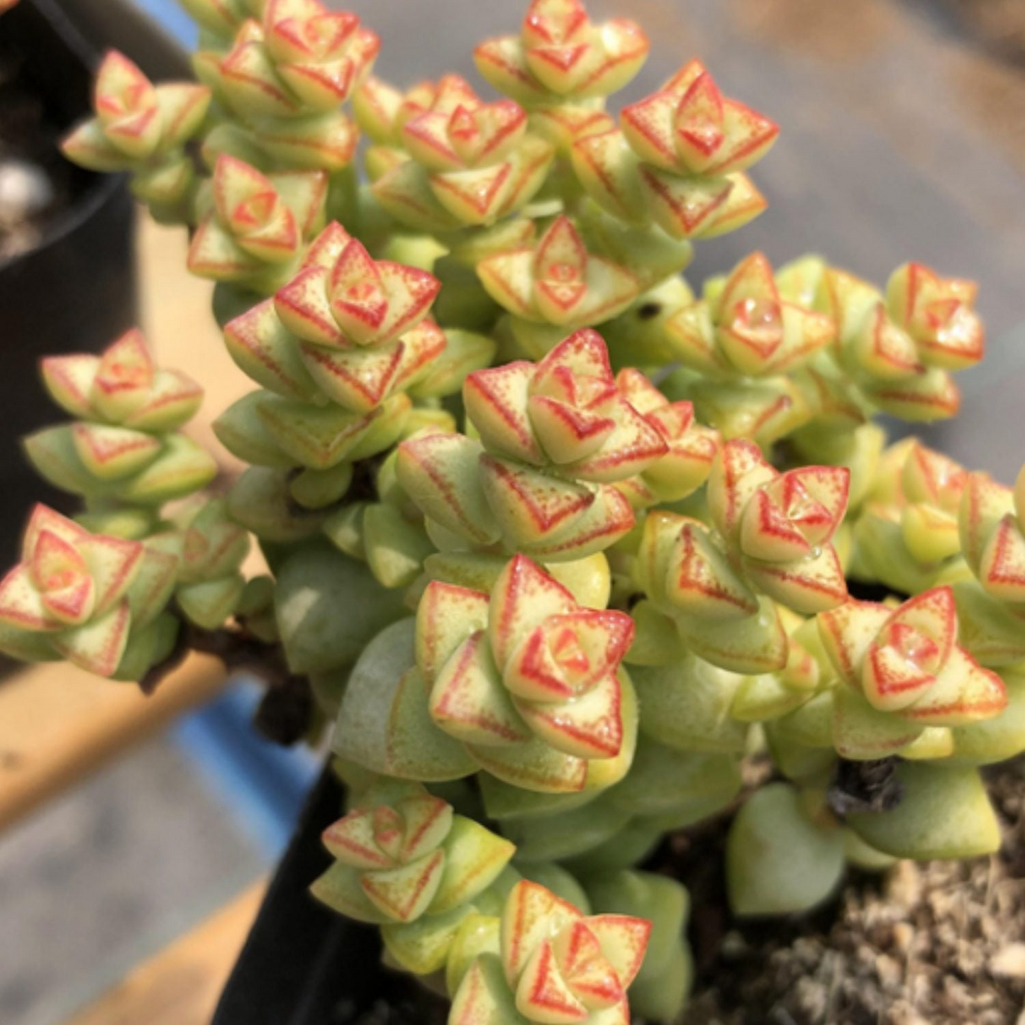 Crassula Tom Thumb Cuttings (2) - 3-4 Inch Succulent - White Spring Flowers