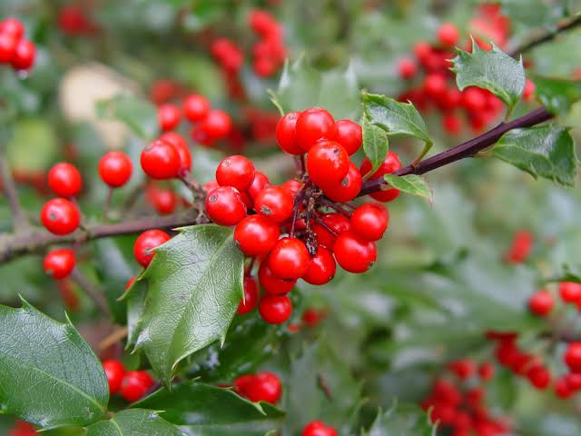 Blue Prince Holly 1 Live Evergreen Shrub, 3 Gallon Pot – Ilex × meserveae ‘Blue Prince’
