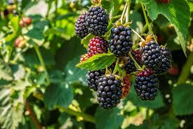 1 Big Daddy Thornless Blackberry Plant - Rubus | Outdoor Garden Fruit | Perennial Edible Berry Bush for Home Orchards