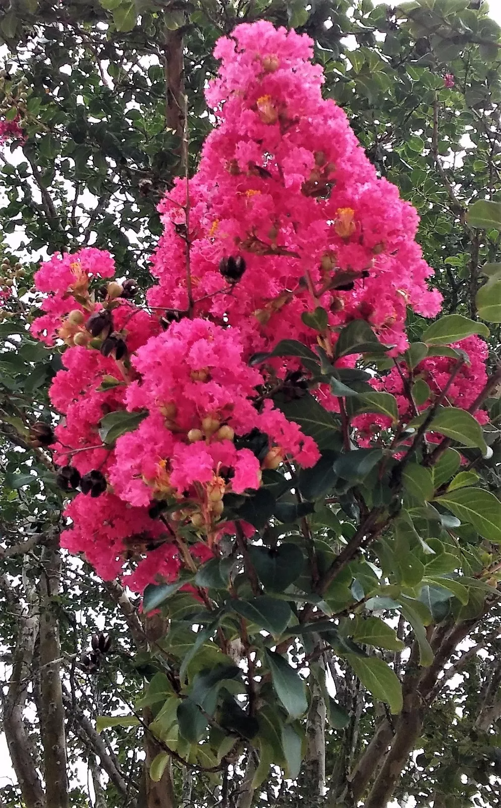 Lagerstroemia 'Hot Pink' - 2 Rooted Cuttings, 6" Tall, Bare Root, Dormant
