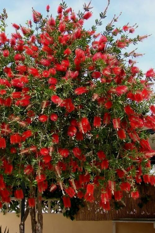 100 Crimson Bottle Brush Tree Seeds, Red Flowering Plant (Callistemon citrinus), Non-GMO, Hardy Garden Shrub, Easy to Grow