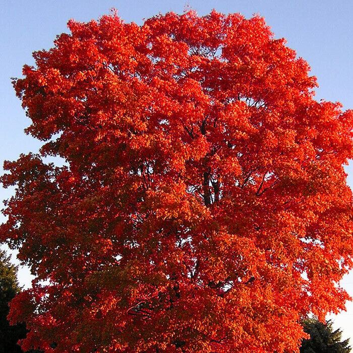 Red Maple Tree Cuttings, Acer rubrum, 12 Live Clippings, Color-Changing Foliage, USDA Zones 3-9, Wildlife Habitat