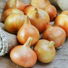 250 mg Onion Seeds - Burrell's Yellow Valencia | Allium cepa | Heirloom Vegetable Seeds for Planting, Gardening & Harvesting