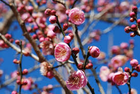 Prunus mume Cuttings - 4 Count - Japanese Flowering Apricot - Pink Blooms - Winter Flowering