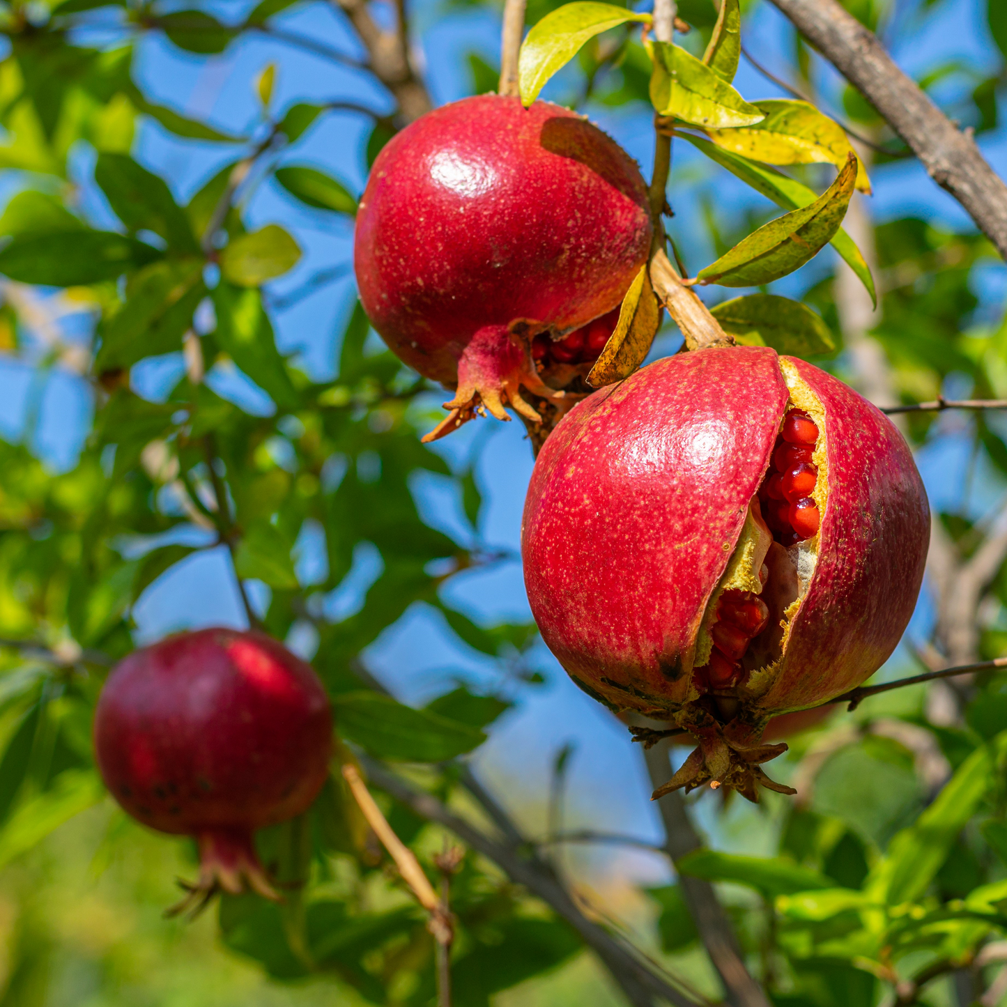 4 Wonderful Pomegranate Unrooted Cuttings 6-8" from Mature Plant, Punica Granatum, Fruit Tree Cuttings, Perfect for Rooting & Propagation