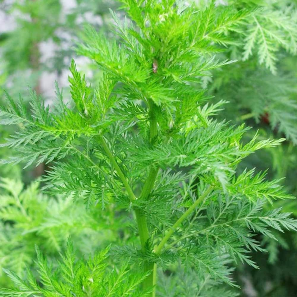 1000 Sweet Wormwood Herb Seeds (Artemisia annua), Sweet Annie Sagewort, Aromatic Herb, Drought-Tolerant, Perfect for Garden & Tea