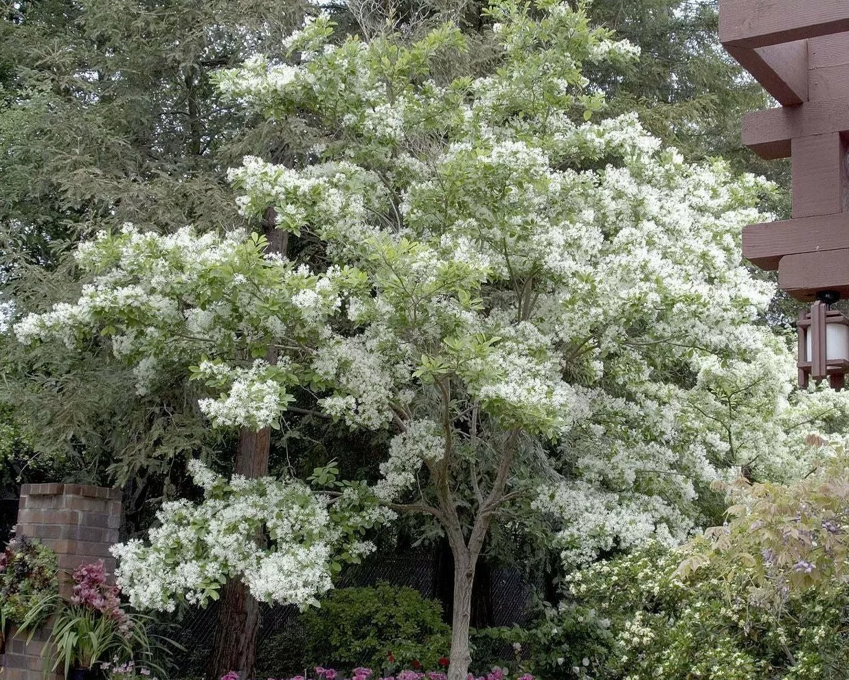 Fringe Tree Cuttings (5+) - Chionanthus virginicus - Native Flowering Shrub
