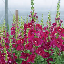 Chantilly Purple Snapdragon Seeds (Antirrhinum majus) | 1000+ Seeds | Tall, Fragrant Purple Blooms for Garden & Cut Flowers
