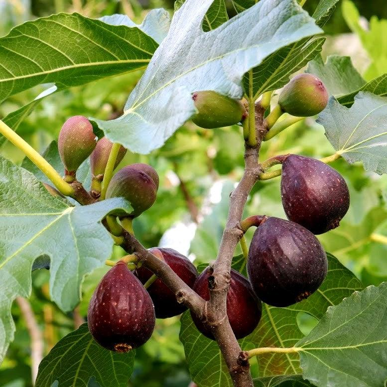 Violette de Bordeaux Fig Cuttings, Ficus carica 'Negronne', Two Crops, USDA Zones 7-10, Propagation Ready