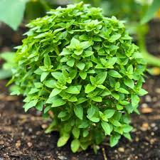 200 Spicy Globe Basil Seeds – Ocimum basilicum – Heirloom, Compact & Aromatic, Perfect for Containers, Culinary Use