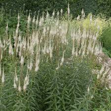 Veronicastrum virginicum Seeds – Culver's Root – Native Wildflower with Tall White Spikes for Pollinator Gardens, Meadows, Rain Gardens
