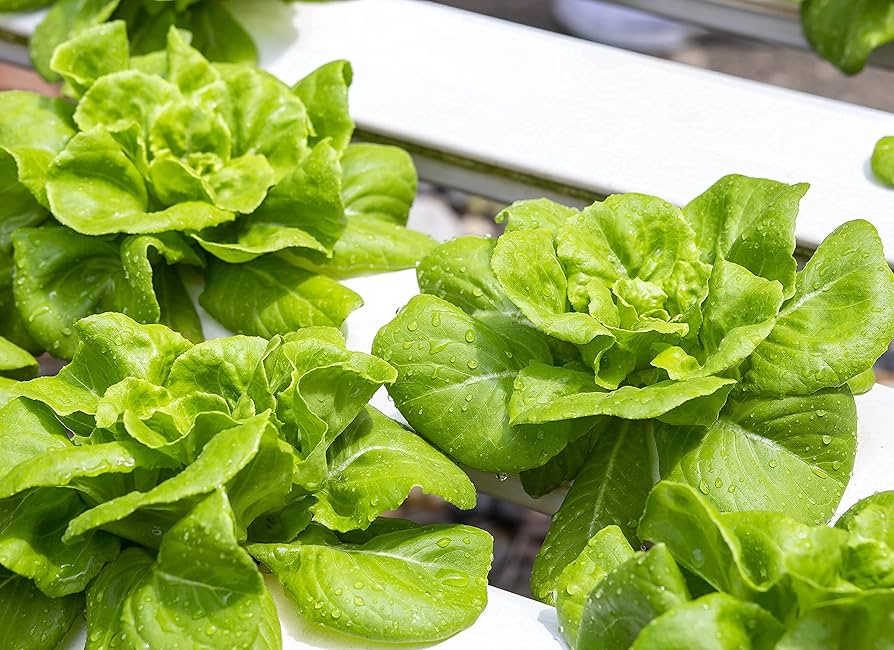 Buttercrunch Butterhead Lettuce Seeds – 1g for Planting, Heirloom Variety, Tender & Sweet, Cold Hardy, High Yield, Garden Container