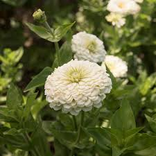 Benary Giant White Zinnia Seeds – 100+ Seeds – Large Pure White Blooms for Cut Flowers, Bouquets, Borders & Pollinator Gardens – USA