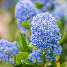 Ceanothus California Lilac Cuttings, 3 Unrooted 6” Plants, Fragrant Blue Flowers, Drought-Tolerant, USDA Zones 7-10