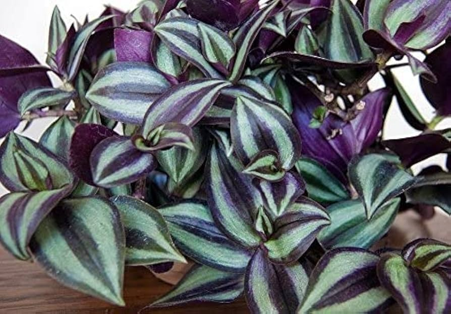 9 Tradescantia Zebrina Wandering Jew Unrooted Cuttings - Purple & Green Foliage, Easy Propagation, Indoor Plant, Trailing Plant Home Decor