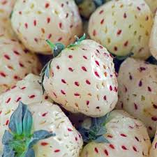 6 Bare Root Pineapple Strawberry Plants – Fragaria × ananassa, Unique White Strawberries