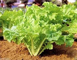 500mg Frilly Leaf Pak Choi Fun Jen Seeds Hybrid Brassica rapa | Unique, Non-GMO, Crisp & Tender Asian Greens, Easy to Grow Vegetable