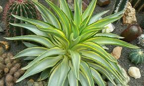 1 Pot Agave Desmetiana - Smooth Variegated Variegata Cactus Succulent - 6-8” Wide, Low-Maintenance Plant