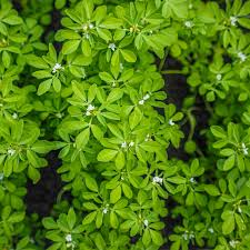 100 Fenugreek Herb Seeds – Trigonella foenum-graecum – Aromatic Culinary Herb, Fast-Growing, Non-GMO, Easy to Grow