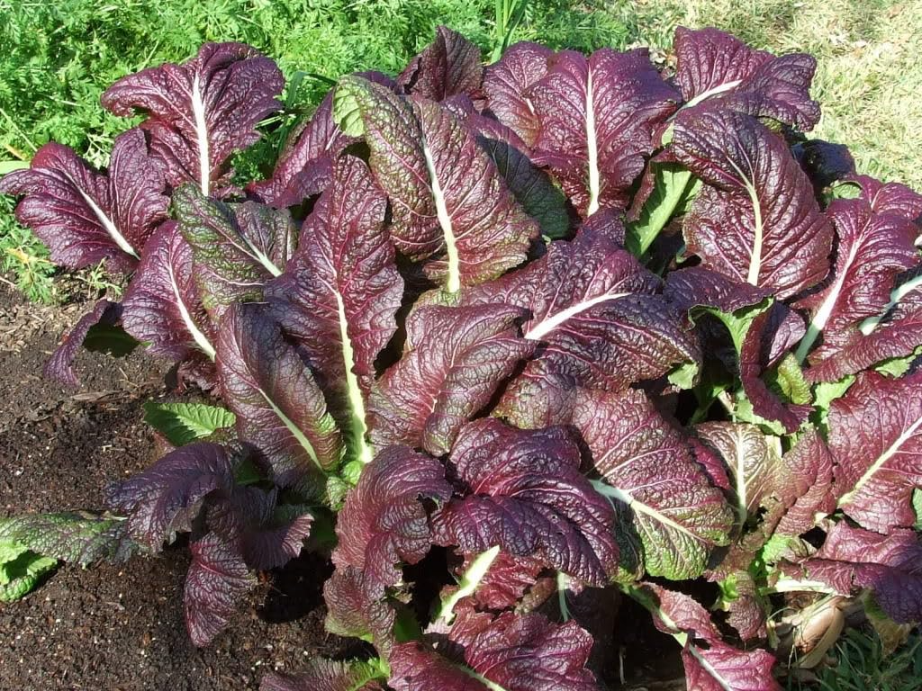 1,500 Red Giant Mustard Seeds ā Non-GMO Heirloom, Brassica juncea, Spicy Greens, Microgreens or Full Grown, Easy to Grow, USA Seller!