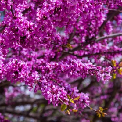 20 Judas Tree Seeds (Cercis siliquastrum) – Mediterranean Redbud, Fast-Growing & Hardy