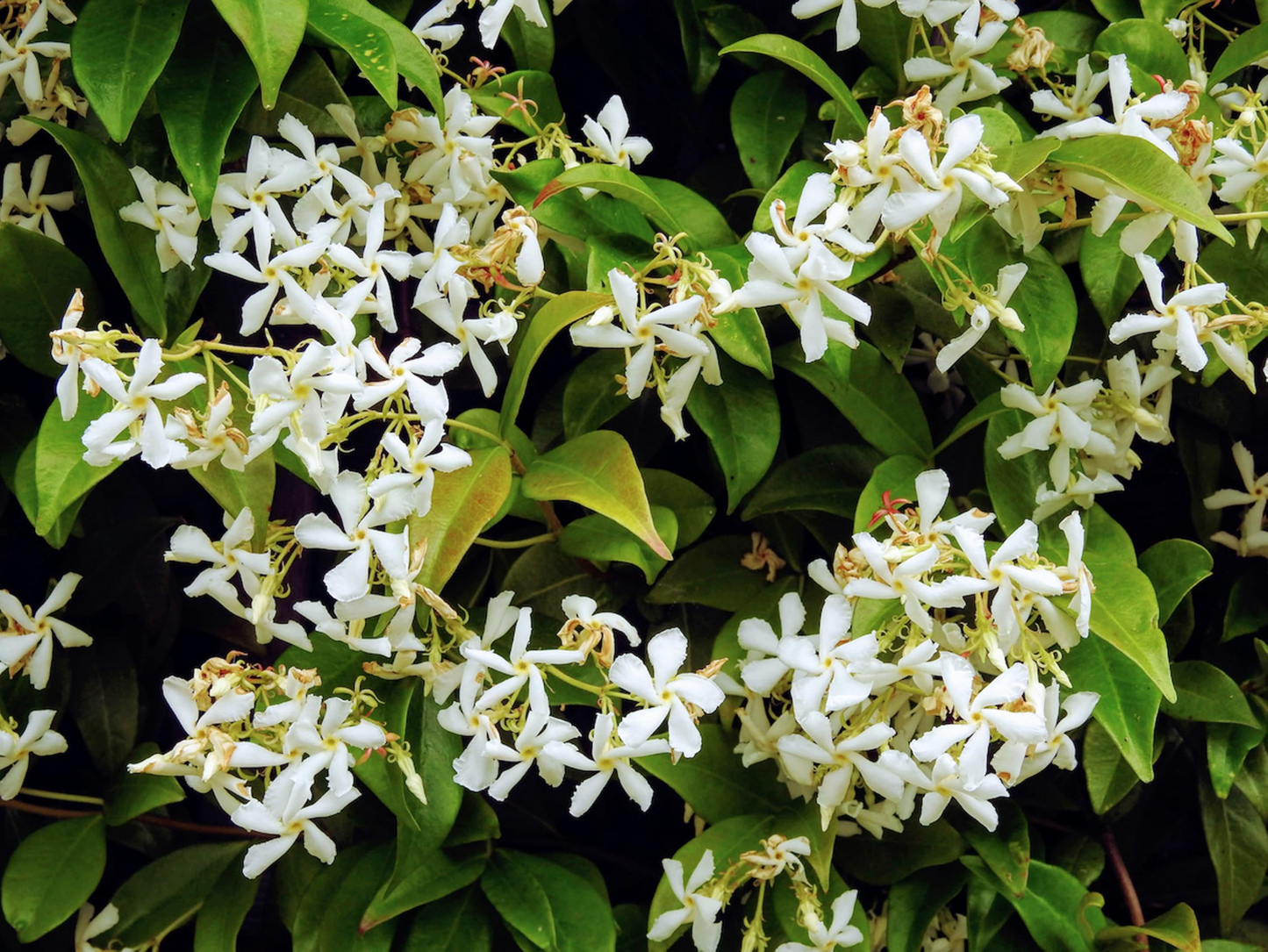 Night Blooming Jasmine - Cestrum Nocturnum - 6-10” Tall Potted Live Plant, Fragrant Flowers, Perfect for Gardens