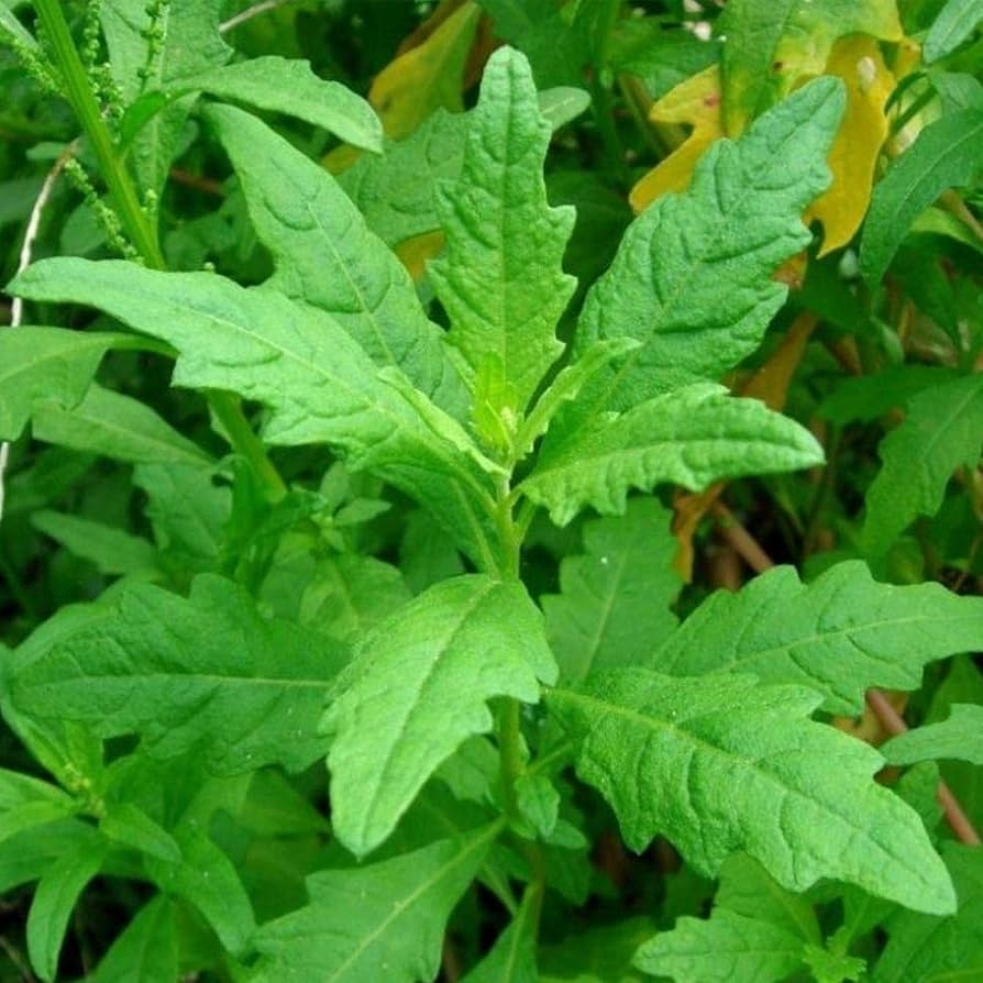 300 Epazote Seeds | Chenopodium Ambrosioides | Mexican Herb, Non-GMO, Culinary & Medicinal