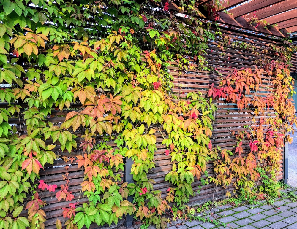 5 Virginia Creeper Vines, Parthenocissus quinquefolia, Bare Root Perennial Plants, Fast-Growing Climber
