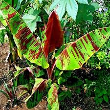 5 Red Tiger Darjeeling Banana Seeds (Musa sikkimensis) – Cold Hardy, Rare Tropical Look, Zone 5