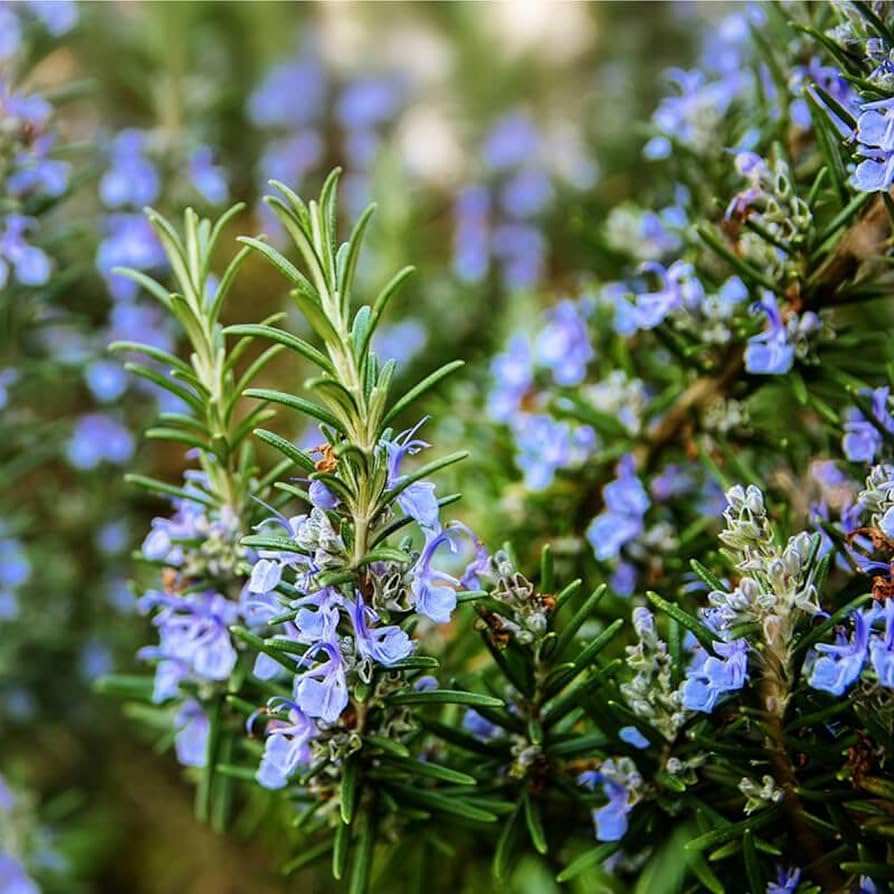 100mg Rosemary Seeds | Rosmarinus officinalis | Culinary Herb for Cooking, Aromatherapy, and Gardens