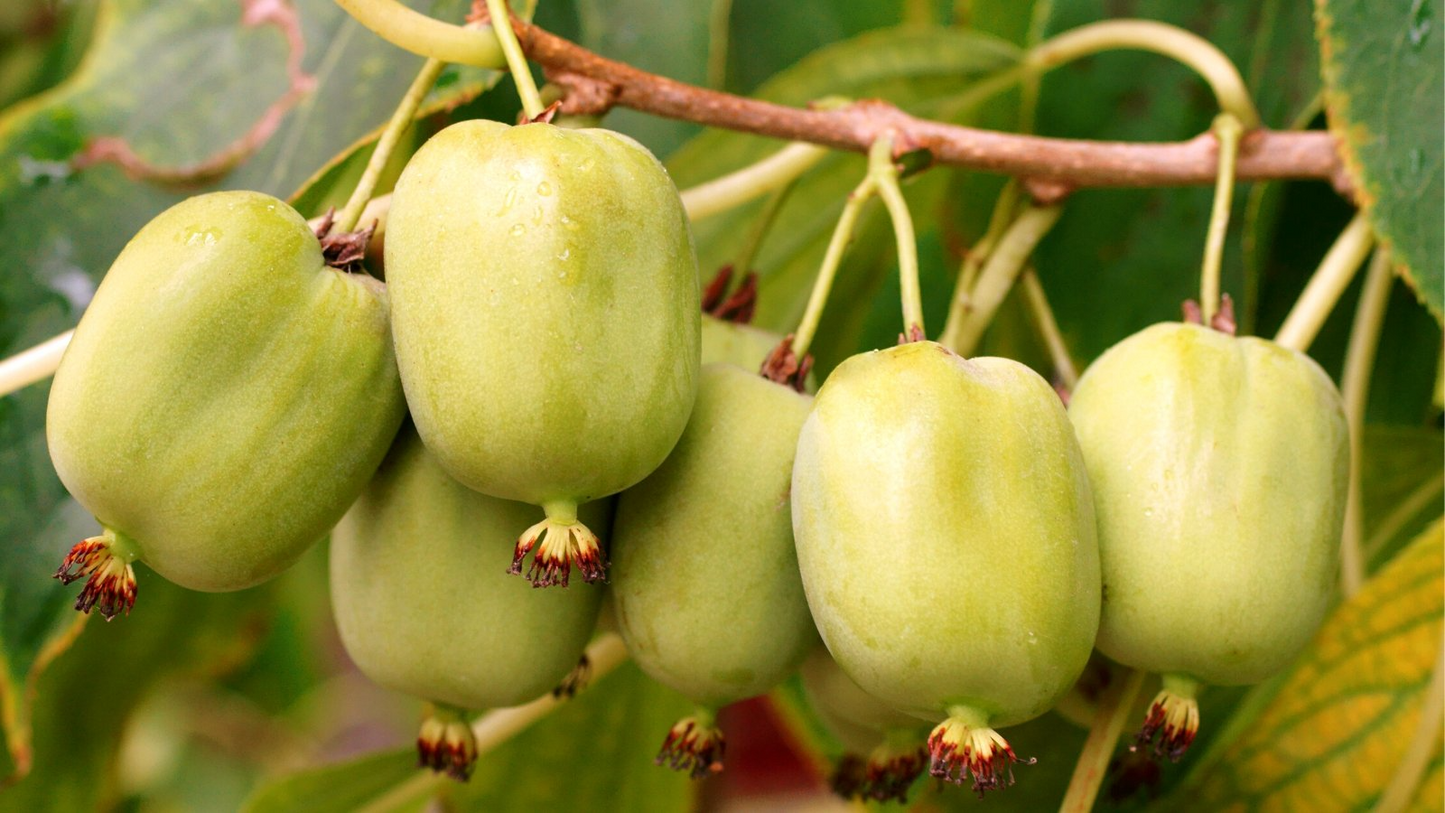 30 Issai Kiwi Berry Seeds | Arctic Grape, Kiwiberry | Fast-Growing Edible Fruit Vine | Hardy Kiwi | Actinidia arguta | Rare Fruit Seeds