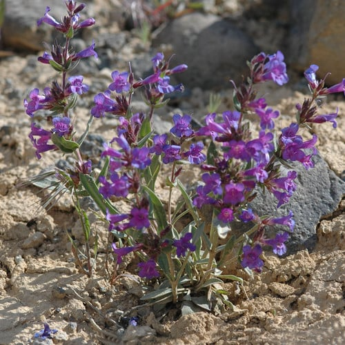 100mg Penstemon wilcoxii - Wilcox's Penstemon Seeds, Native Perennial Wildflower, Pollinator-Friendly