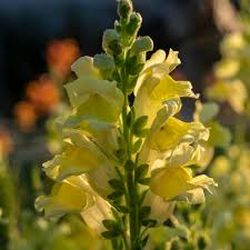 Antirrhinum majus Liberty Yellow Snapdragon Seeds – 1000+ Bright Yellow Blooms for Garden & Cut Flowers