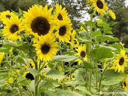 100 Sunflower Seeds - Lemon Queen | Helianthus annuus | Non-GMO, Cut Flower, Branching, Multiple Blooms, Pollinator Favorite